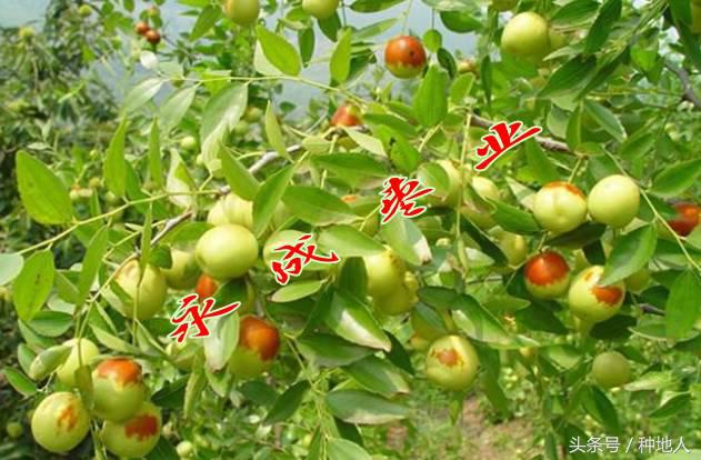 最甜枣树品种子弹头枣,什么枣树品种好吃又甜又大