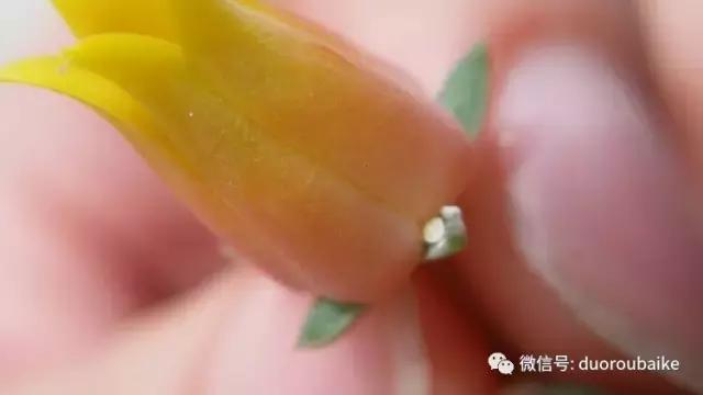 小心！这些坏蛋会吃多肉哦！