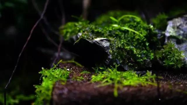水族箱草缸开缸教程新手入门,雨林缸开缸多久植物才会稳定