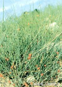 常用中草药原色图谱,中草药彩色图谱书籍