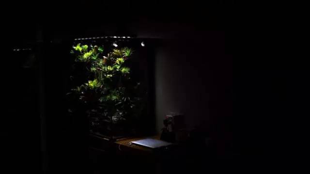 水族箱草缸开缸教程新手入门,雨林缸开缸多久植物才会稳定