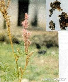 四川常用中草药图谱,茎块中草药图谱大全