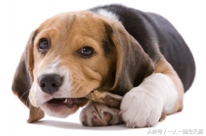 狗狗撕尿垫怎么办,狗狗撕被子怎么办