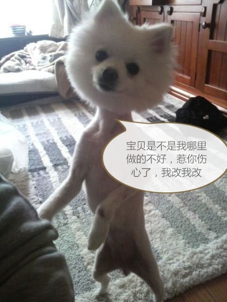 狗狗告诉你什么叫忠诚,哪些星座男生怕女生哭了呢