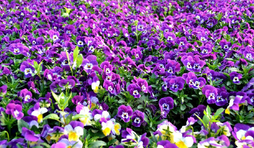 三色堇庭院图片,三色堇可食用盆栽