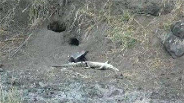 平头哥为啥不怕大型食肉动物,平头哥会攻击人类吗