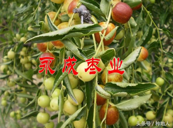 最甜枣树品种子弹头枣,什么枣树品种好吃又甜又大