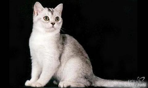 世界名猫品种照片,世界名猫品种价格