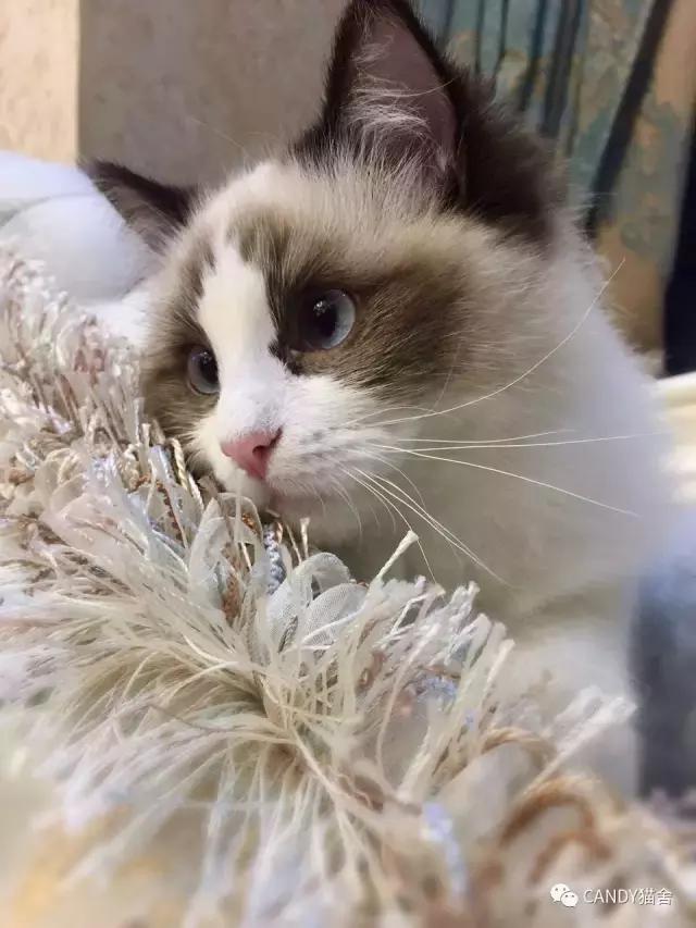 布偶幼猫毛打结了怎么办,布偶幼猫毛灰