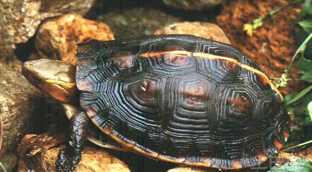 世界已经灭绝的十大名龟视频,中国十大灭绝乌龟排名