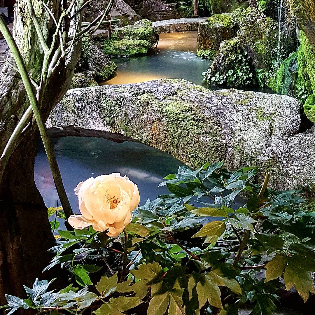 牡丹夏季盆栽如何防治烂根,盆栽牡丹烂根