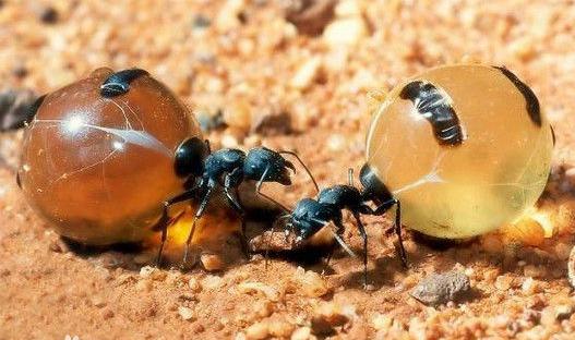 全异巨首蚁各种种类蚂蚁体型,世界上最可怕的昆虫子弹蚁