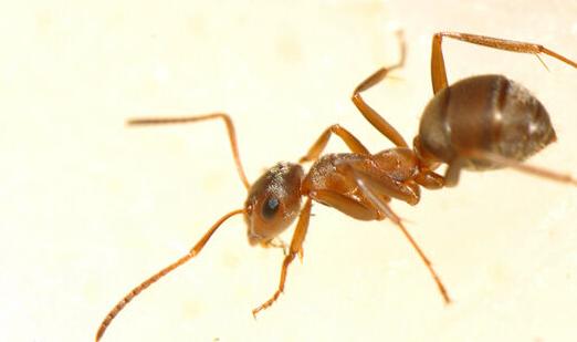 全异巨首蚁各种种类蚂蚁体型,世界上最可怕的昆虫子弹蚁