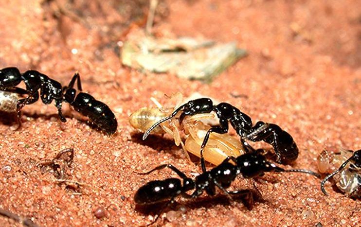 全异巨首蚁各种种类蚂蚁体型,世界上最可怕的昆虫子弹蚁