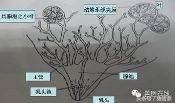 涨姿势的标准动作,涨姿势是什么