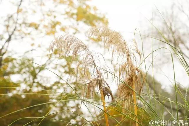 杭州旅游攻略酒店住宿三天两晚,杭州旅游攻略住宿排名
