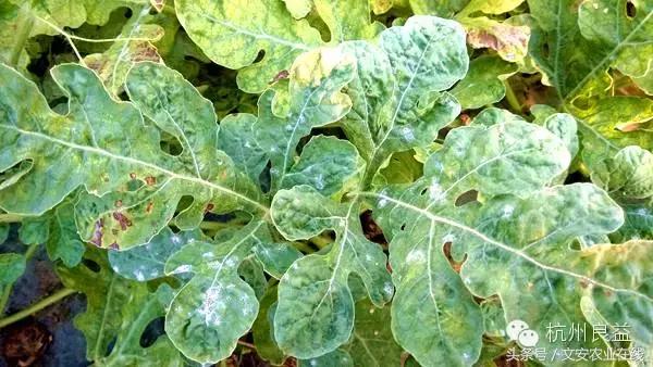 西瓜六必治瓜类六大病害一招搞定,西瓜病害六必治