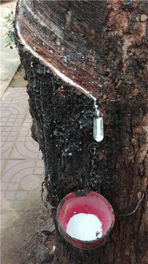 三亚适合同学去的地方 (高中毕业之旅三亚)