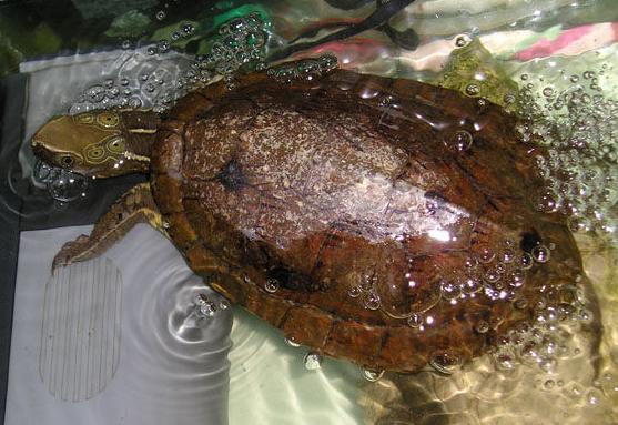 世界已经灭绝的十大名龟视频,中国十大灭绝乌龟排名