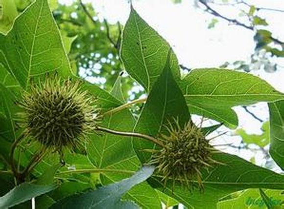 它们都是鼻炎的克星，但很多人都不认识它们，更不知道它们的用处