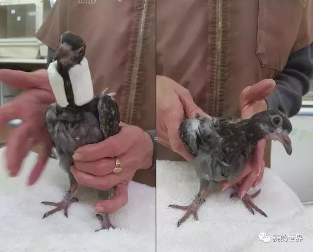 一只断颈鸽子受到爱和呵护~暖哭了