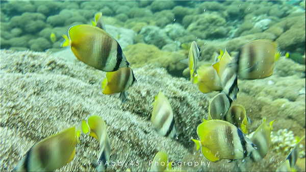 到巴厘岛的感受,到巴厘岛后怎么去蓝梦岛