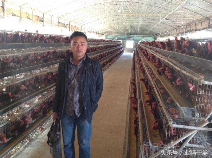 养殖户不可不知的养鸡方法,养殖业千万不要盲目跟风