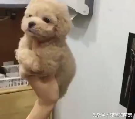 泰迪犬训练主人叫狗狗都不听话,泰迪狗不让梳腿毛怎么办