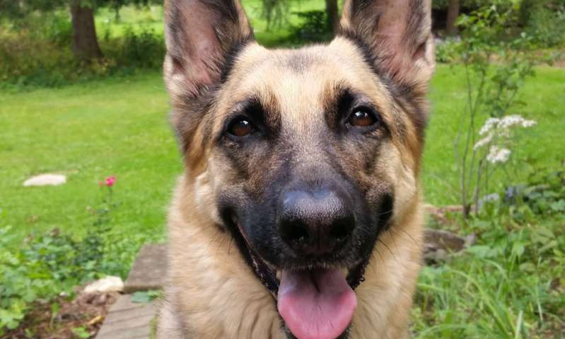 狗得乳腺癌,狗狗乳腺癌的鉴别三法