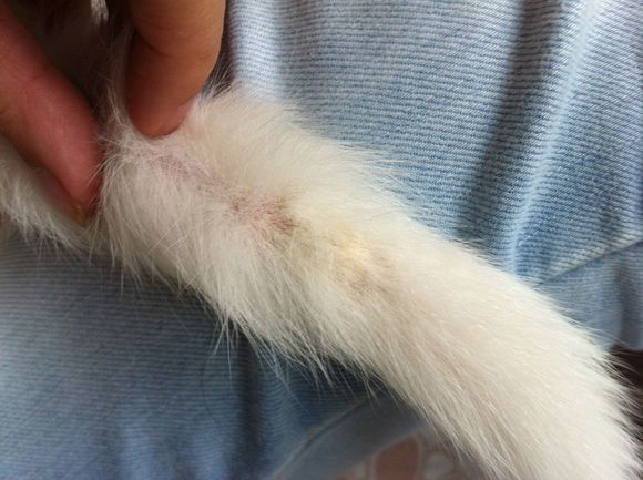 猫癣传染给人怎么治疗好得快,猫癣传染人好治吗