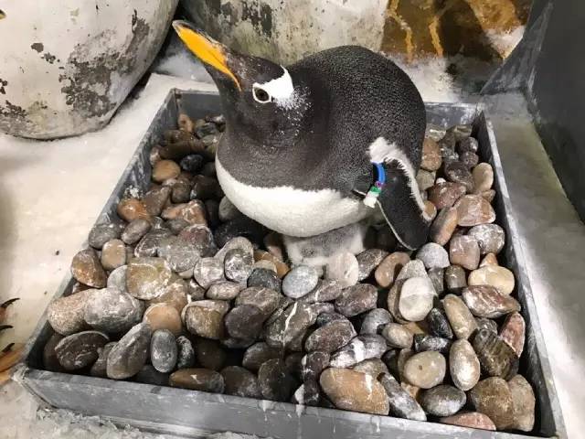 杭州极地海洋游玩图,杭州极地海洋世界旅游攻略