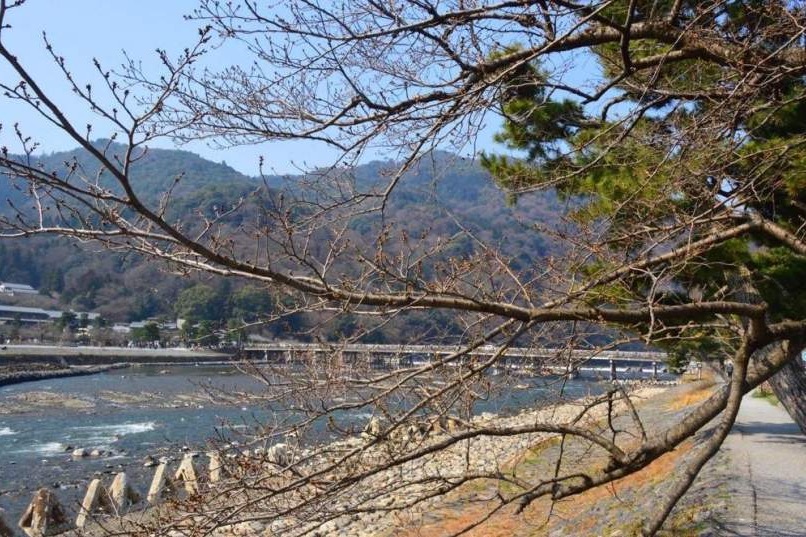 2019京都赏樱,京都樱地之花开时间