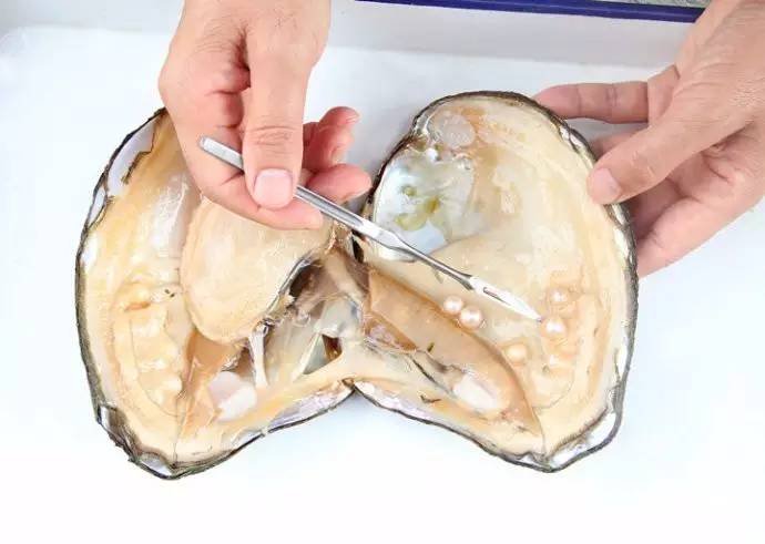 蓝色珍珠是什么样子,蓝色海洋珍珠怎么样