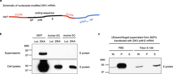 nature一周论文导读2020年8月20日,nature一周论文导读2020年6月18日