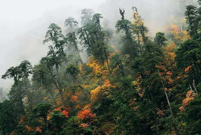 云南省什么地方风景区最好,云南生态环境最好的地方