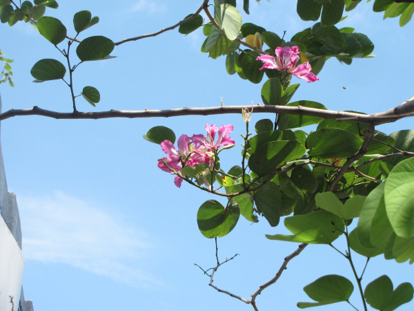 斯里兰卡旅游攻略是什么,斯里兰卡旅游攻略推荐亲子