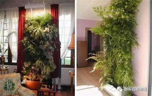 禅意风植物墙,特色植物墙