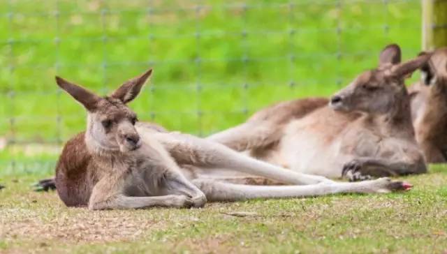 探路者斜挎包小包,探路者登山背包小包
