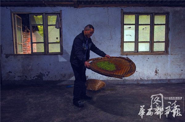 4万颗芽头制一斤春茶他坚守了30年