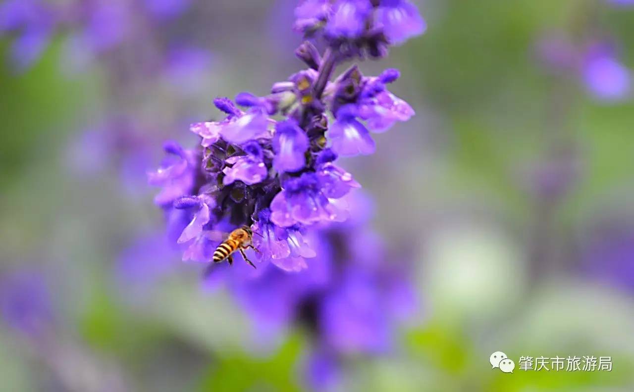 广东哪里的花海最美五月,肇庆德庆盘龙峡薰衣草