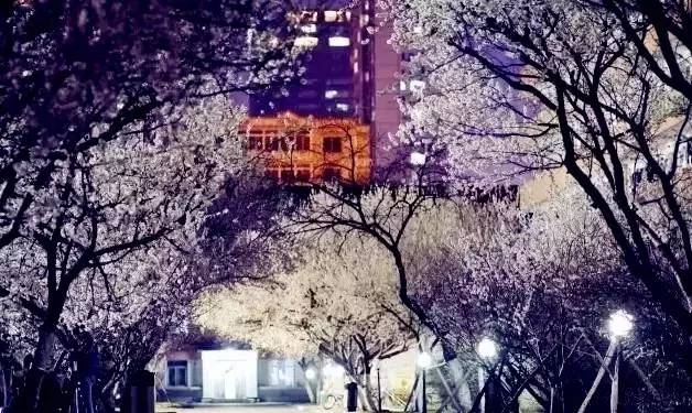桃花季｜今天的沈阳，桃花开了，春风十里，挑一天走起……