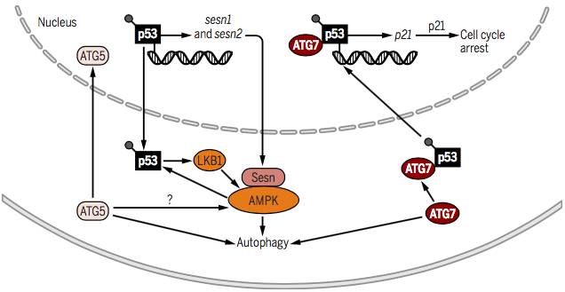 自噬中常涉及的信号通路,自噬的信号通路
