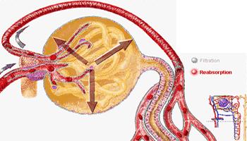 肌酐和尿素高多少会引起肾衰竭,慢性肾病血肌酐有点偏高饮食注意