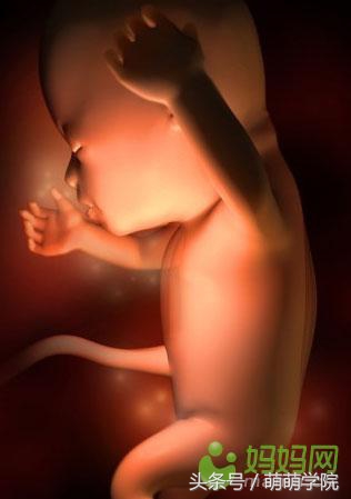 胎儿发育40周全过程b超影像,胎儿1-40周发育过程图高清