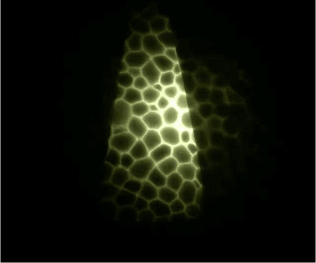 350v2,椰子boost350所有配色