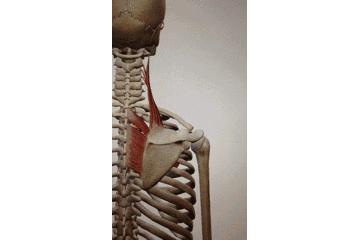 孩子圆肩驼背矫正最有效方法,胸背练多了驼背怎么改善