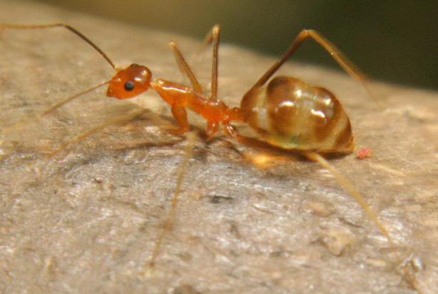 全异巨首蚁各种种类蚂蚁体型,世界上最可怕的昆虫子弹蚁