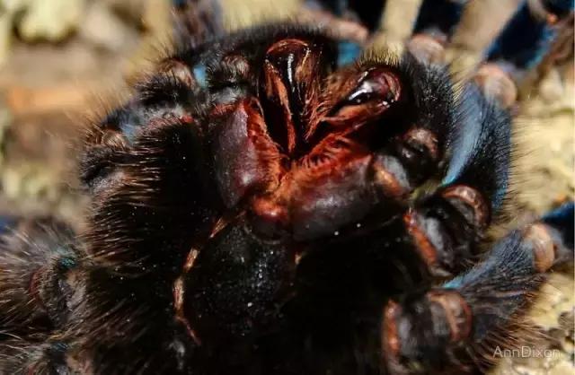 泰国金属蓝形态特点,泰国金属蓝蜘蛛