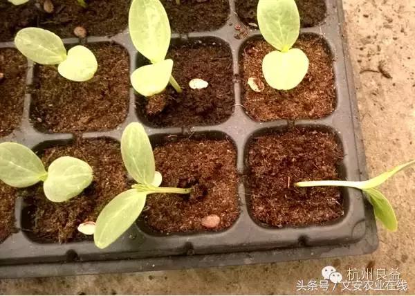 西瓜六必治瓜类六大病害一招搞定,西瓜病害六必治