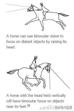 马眼睛里的世界,马的眼睛看到的世界是什么